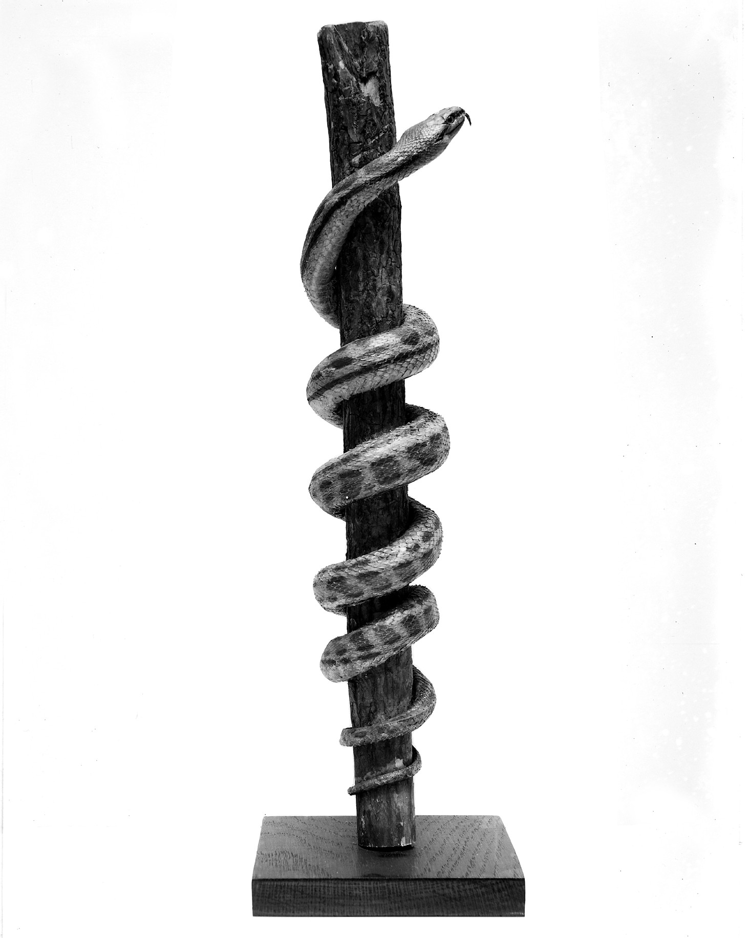 Plate for The Rod of Asclepius