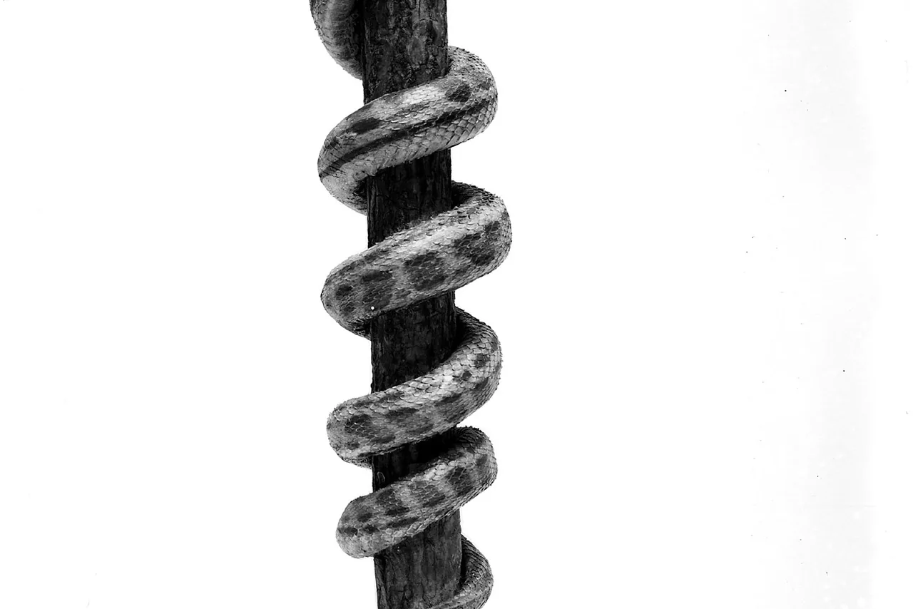 Plate for The Rod of Asclepius