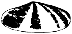 The The Shell Oil Company logo